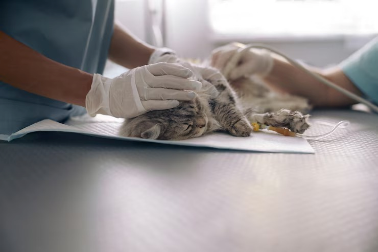 Cirurgia em animais em Salvador
