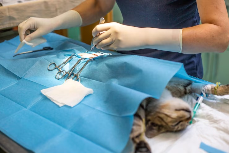Cirurgia de tecidos moles em pequenos animais