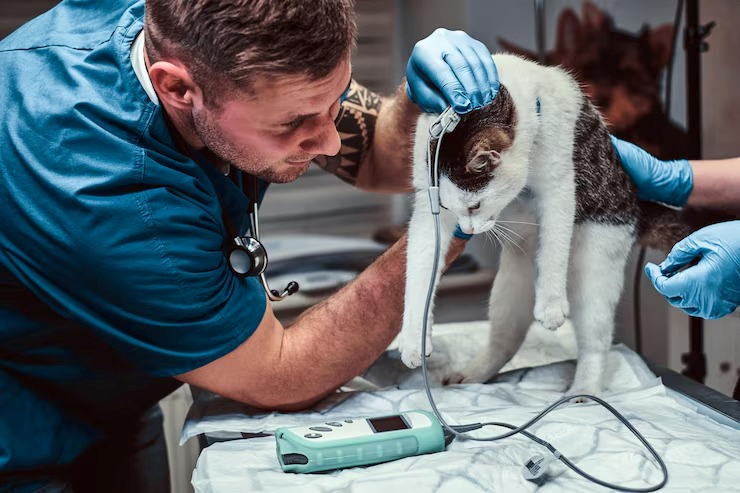 Cirurgia veterinária no centro de Salvador