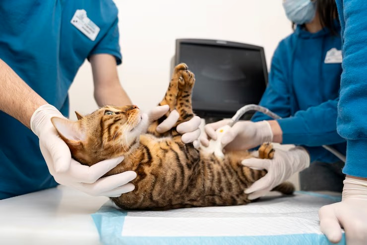 Clínica veterinária para gatos