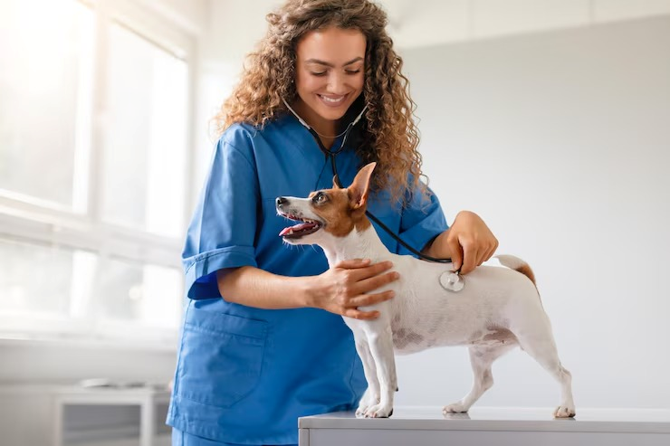 Clínica veterinária perto de mim