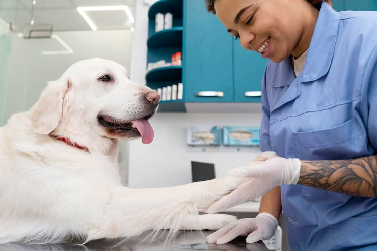 Clínica veterinária perto de mim em Salvador