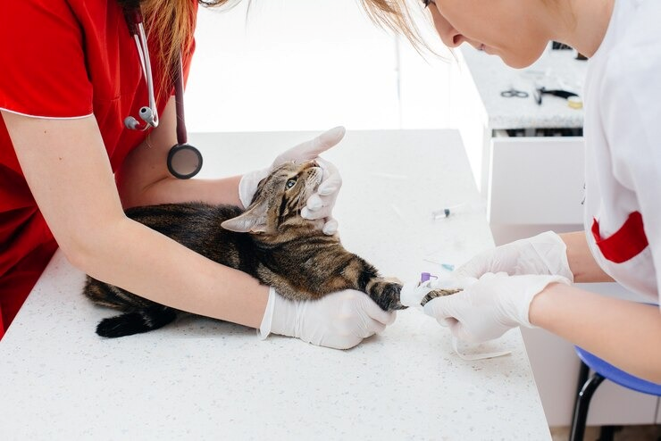 Consulta clínica veterinária