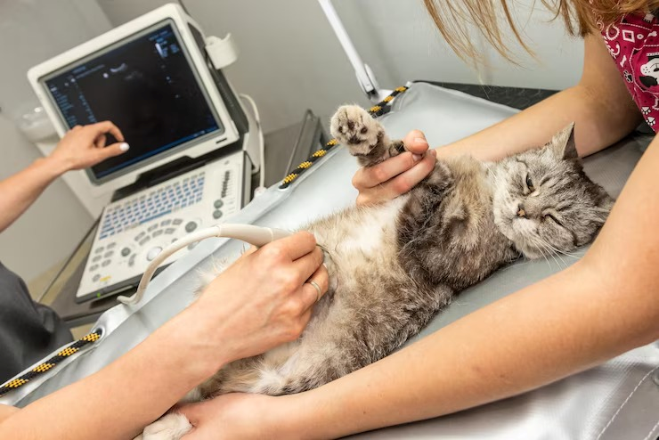 Consulta veterinario gato preço