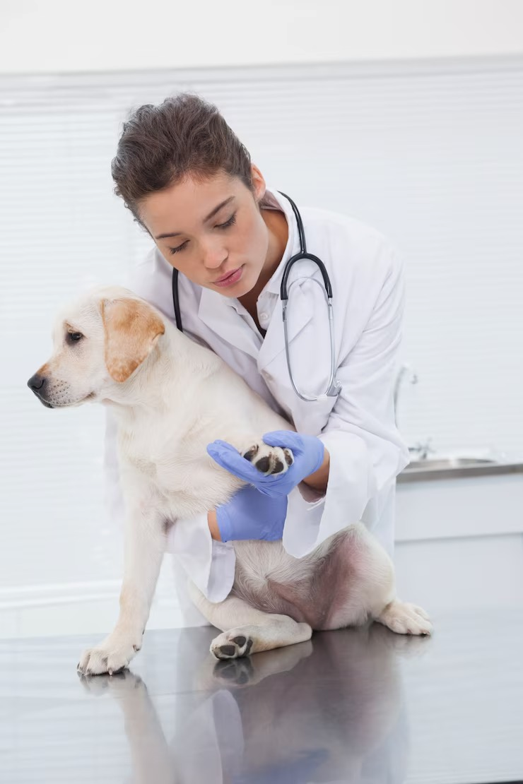 Dermatologista cachorro em Salvador