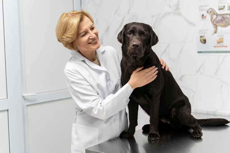 Dermatologista veterinário no centro de Salvador
