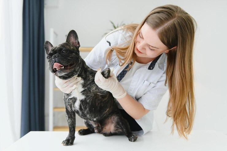 Dermatologista veterinário em Salvador