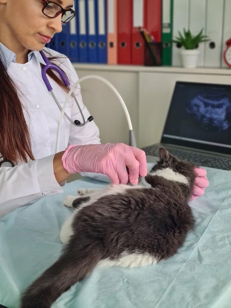 Exame coproparasitológico veterinário
