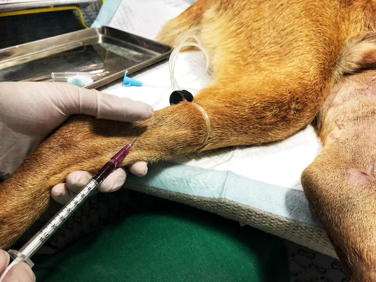 Exame de sangue veterinário