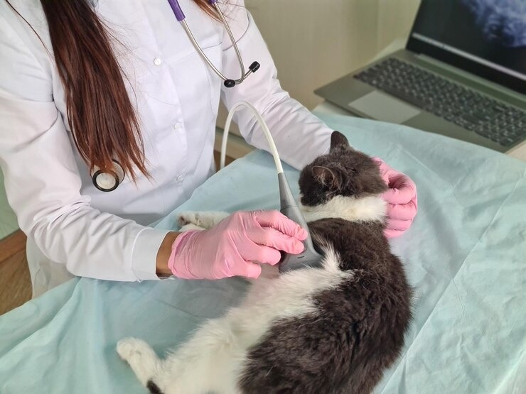 Exames para cachorro no centro de Salvador