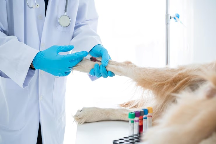Laboratório de análises clínicas veterinária em Salvador