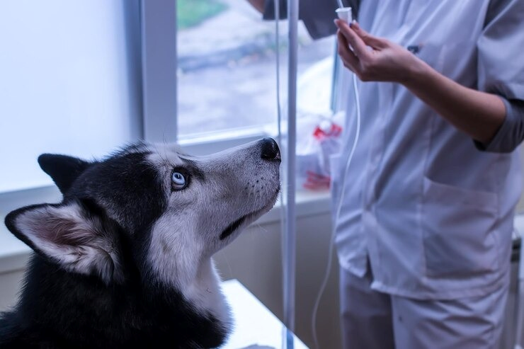 Laboratório de análises veterinárias