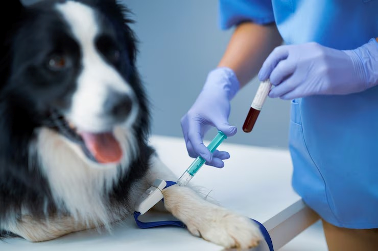 Laboratório veterinário no centro de Salvador
