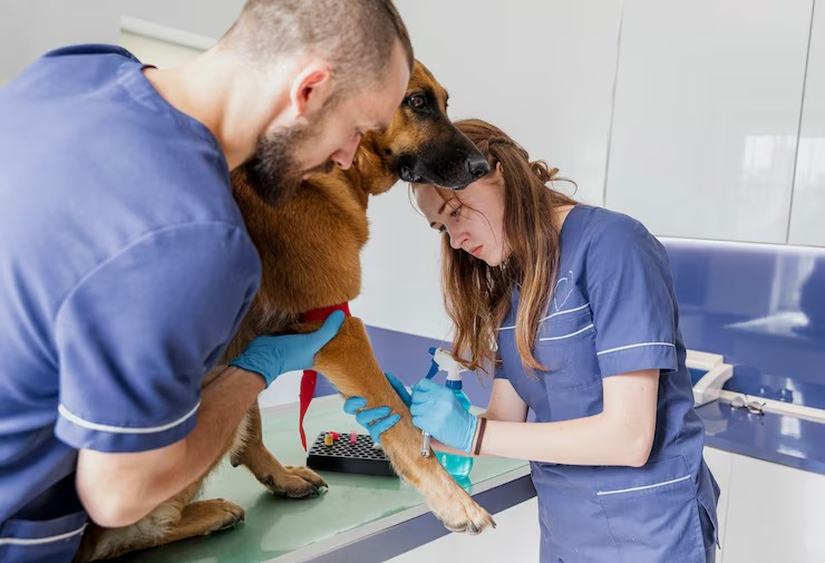 Laboratório veterinário perto de mim