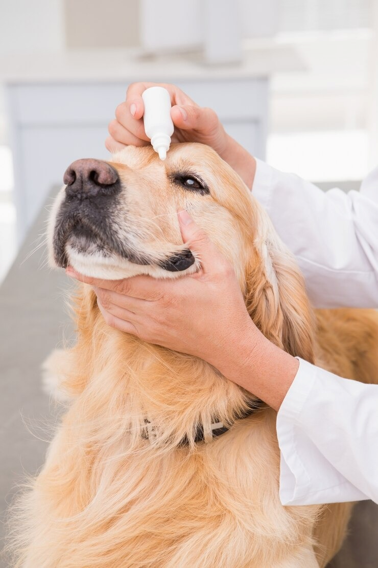 Oftalmo cachorro em Salvador