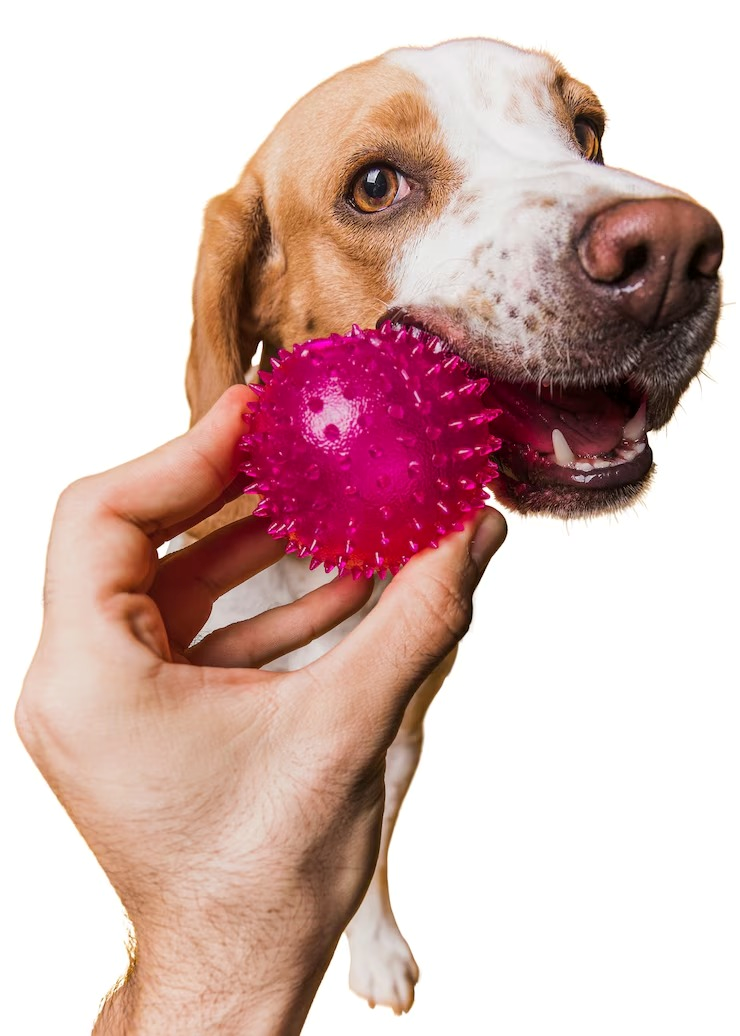 Pet shop próximo a mim em Salvador