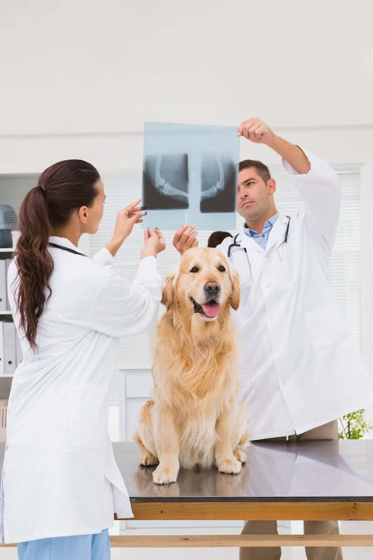 Raio x veterinario no centro de Salvador