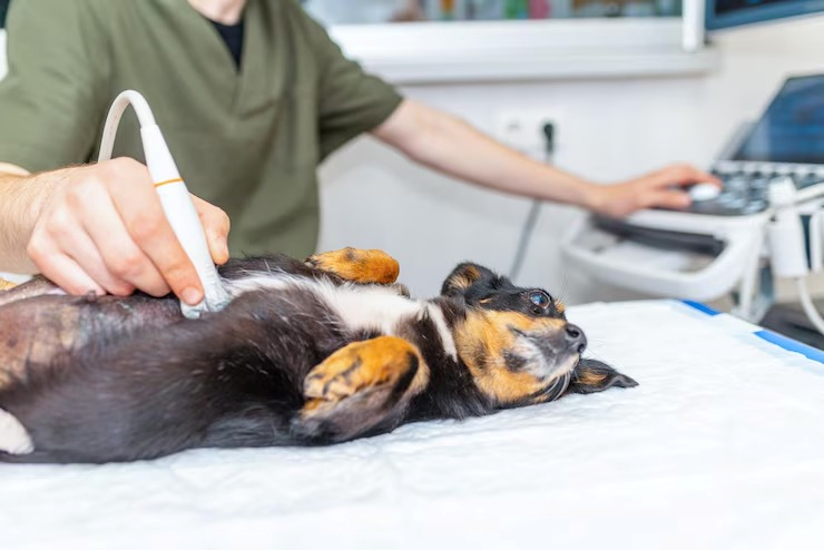 Ultrassom canino preço