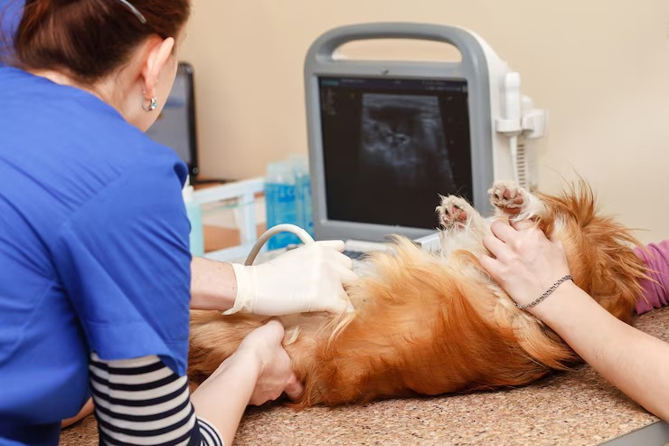 Ultrassom ocular veterinário