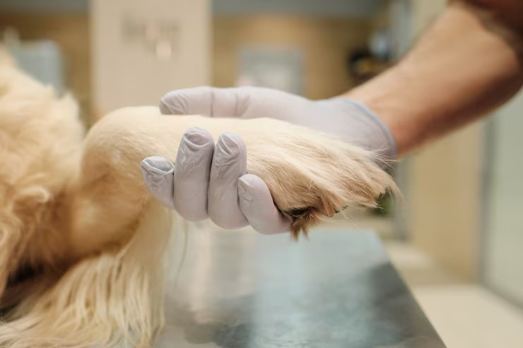 Vacina contra raiva cachorro