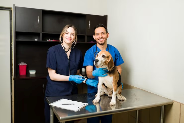 Veterinário para cachorro preço
