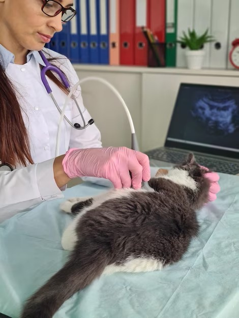 Veterinário para gatos no centro de Salvador